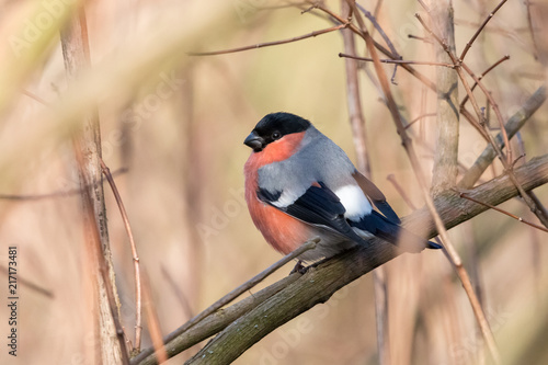 Male bullfinch perching on branch with blurred background. Red bird with black cap and face. © TashaBubo