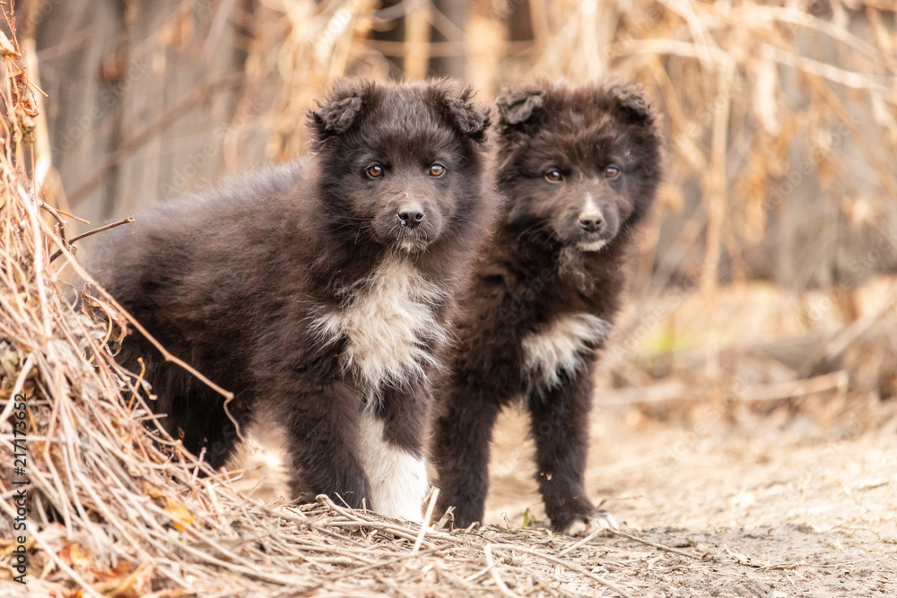 Two cute puppies standing next to each other. Little furry black dogs with white breast and hanging ears on blurred autumn background.
