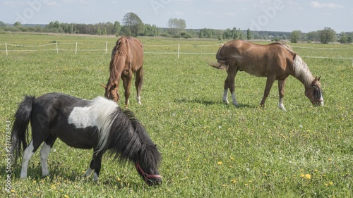 Horses © Krzysztof