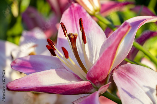 The beautiful, opened lily flower in beams of the sun.