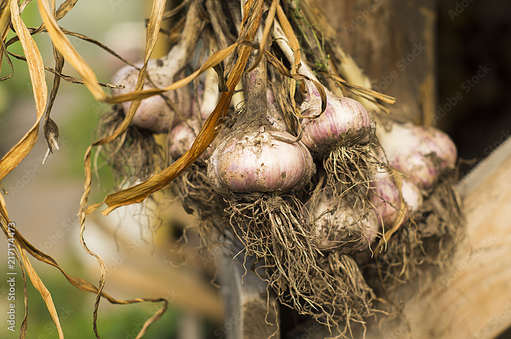 Garlic drying in the garden Garlic drying in the garden