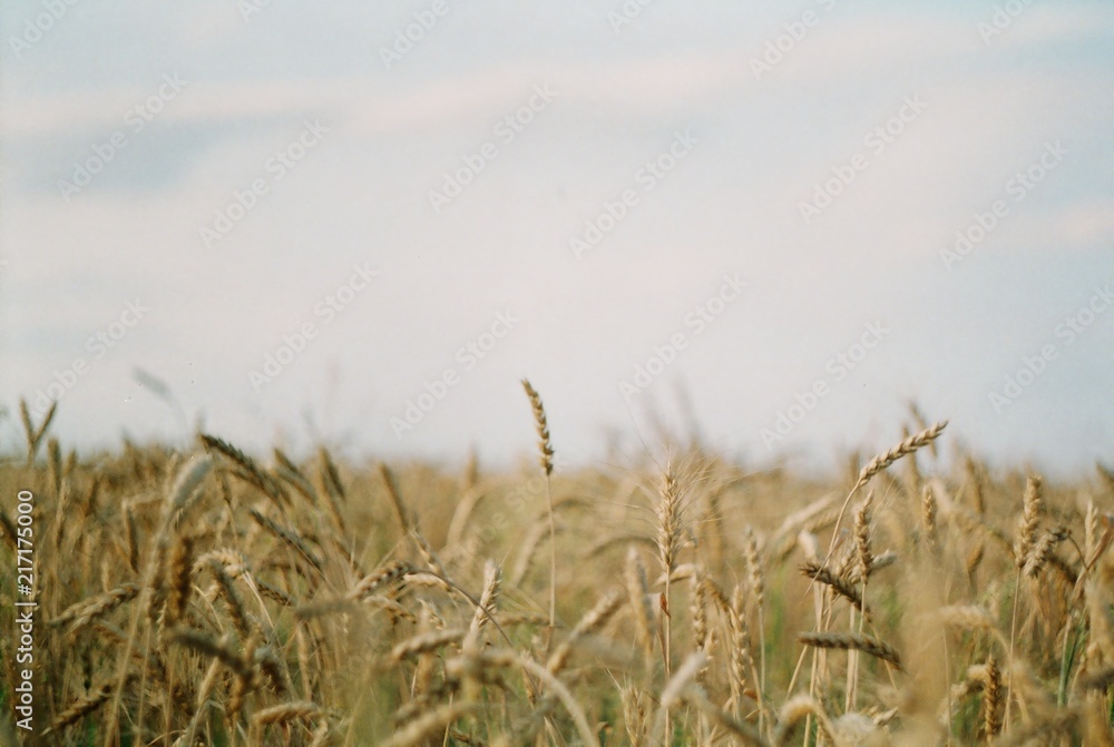 Fototapeta premium wheat
