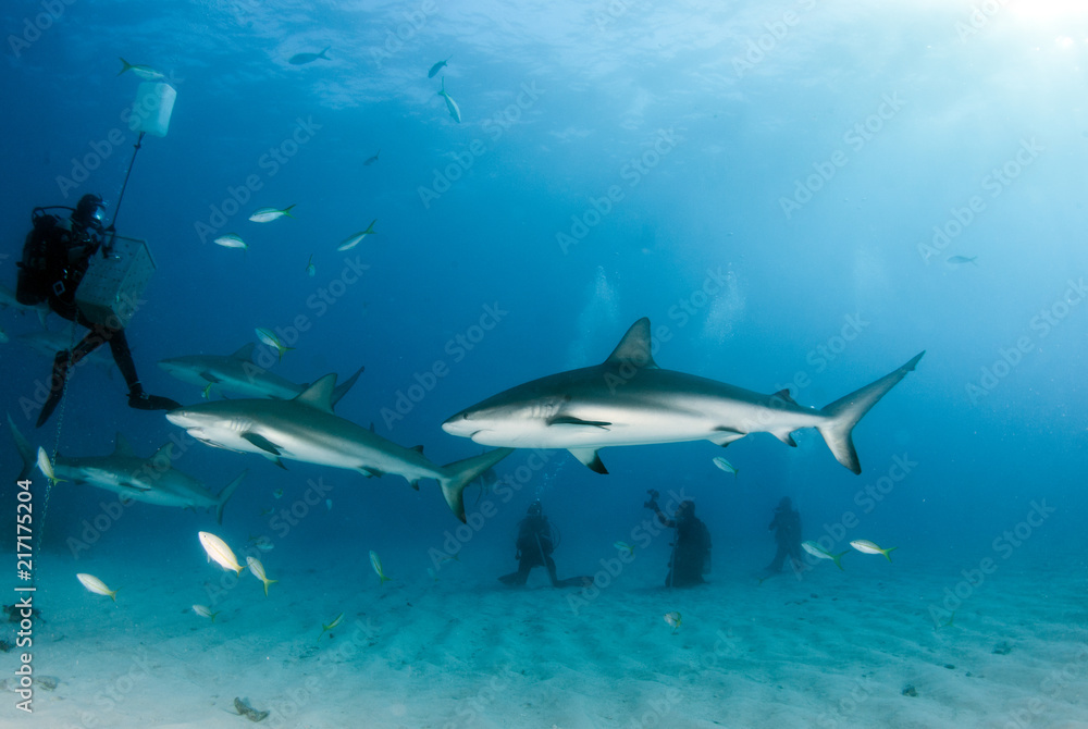 Naklejka premium Caribbean reef shark at the Bahamas