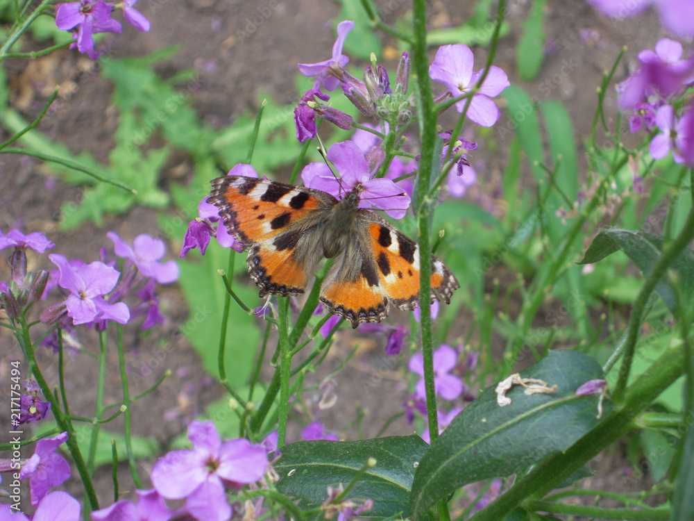 natural, nature, butterfly, summer, flowers natural, nature, butterfly, summer, flowers