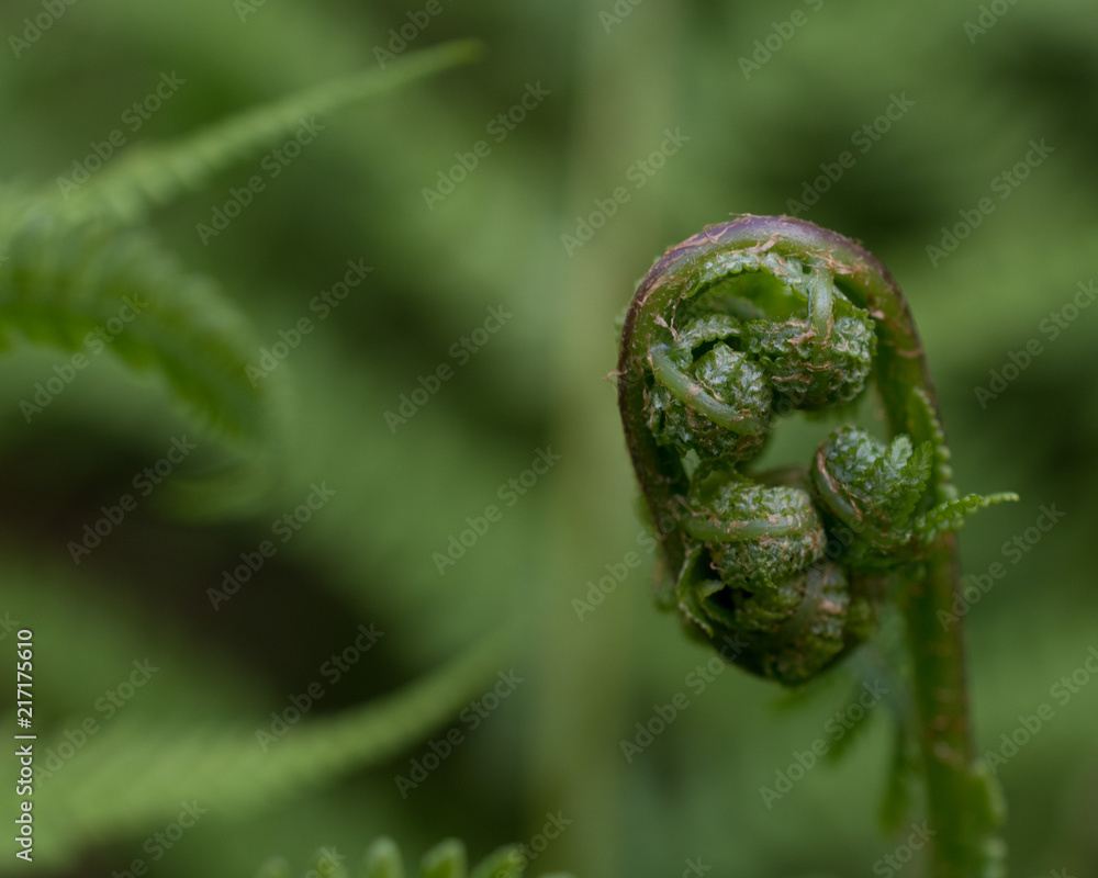 Fern bud Fern bud