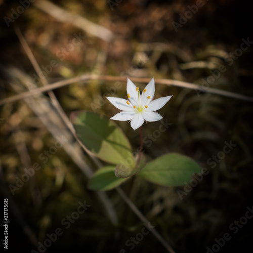 Small white spring flower © Helena Johansson