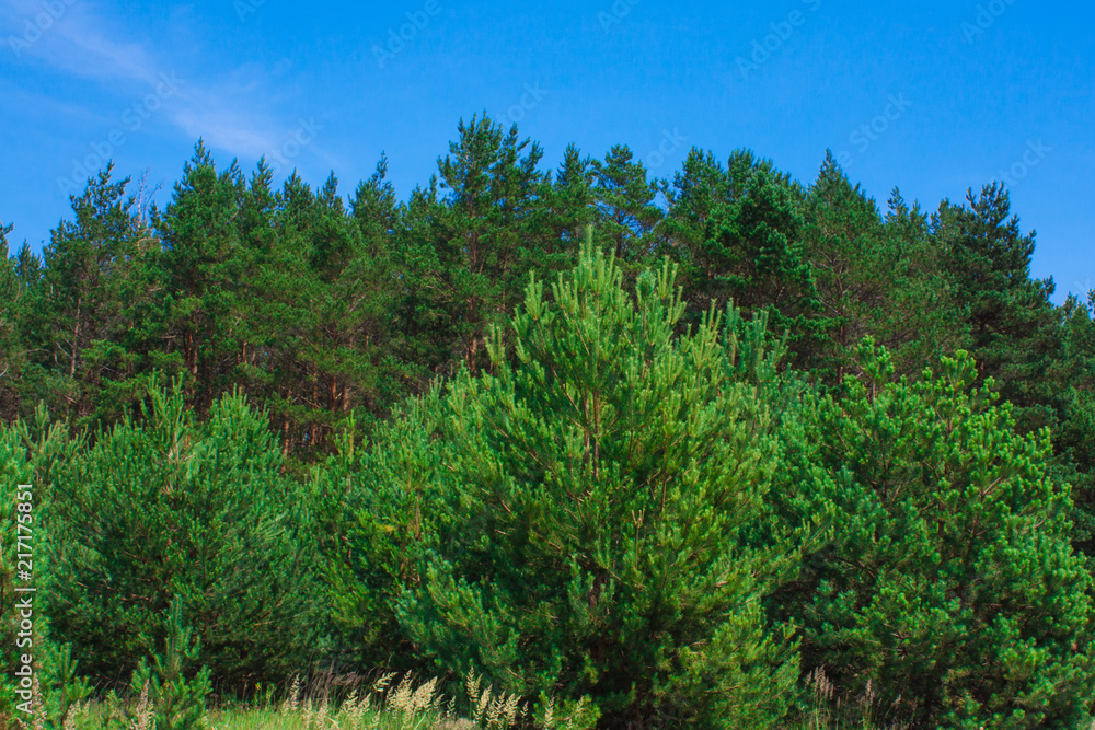 Forest summer landscape, pine trees nature background