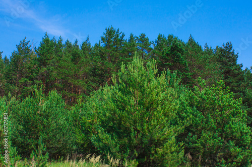 Forest summer landscape  pine trees nature background