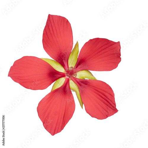 Hibiscus coccineus or scarlet rosemallow, huge, exuberant red flower isolated on white. Aka Texas star, brilliant or scarlet hibiscuss. photo