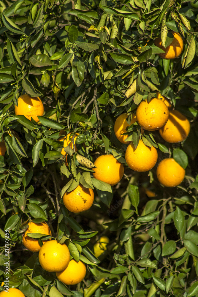 Orange orchard on a farm in Araraquara