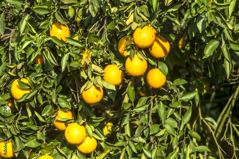 Orange orchard on a farm in Araraquara