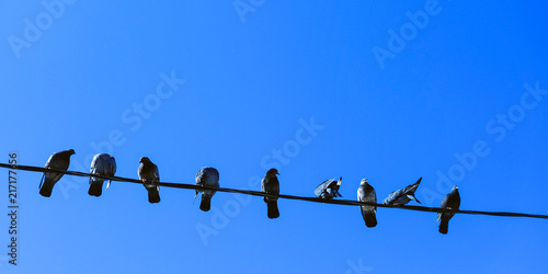 Many pigeons sitting on the wire. © Андрей Михайлов