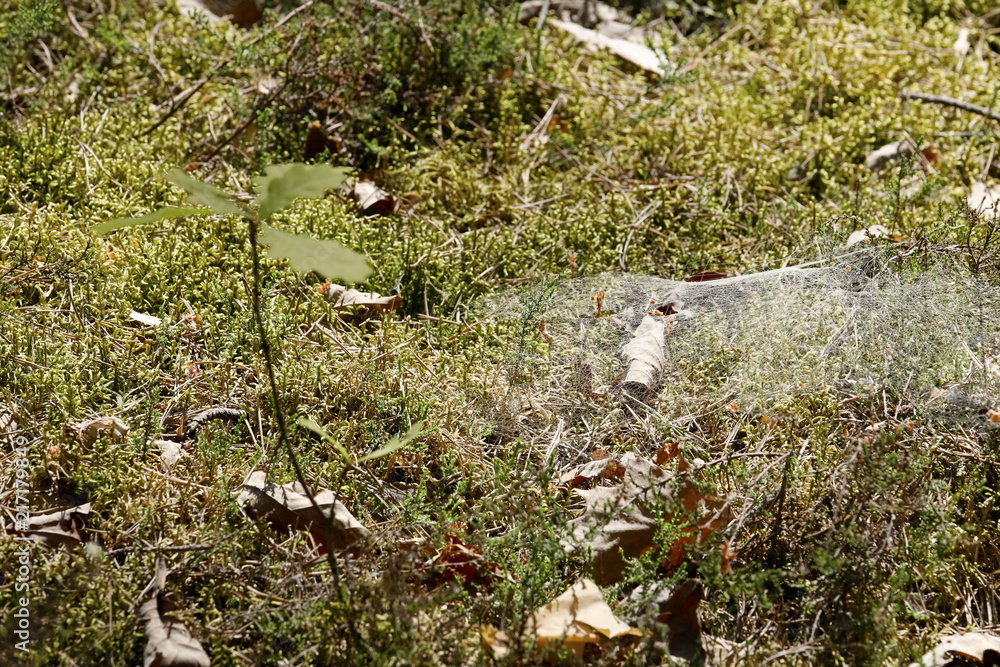 Forest moss is covered with a cobweb Forest moss is covered with a cobweb