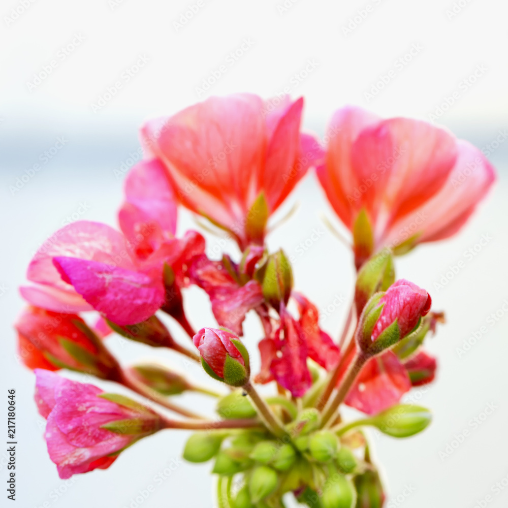 Pink geranium over gray background Pink geranium over gray background