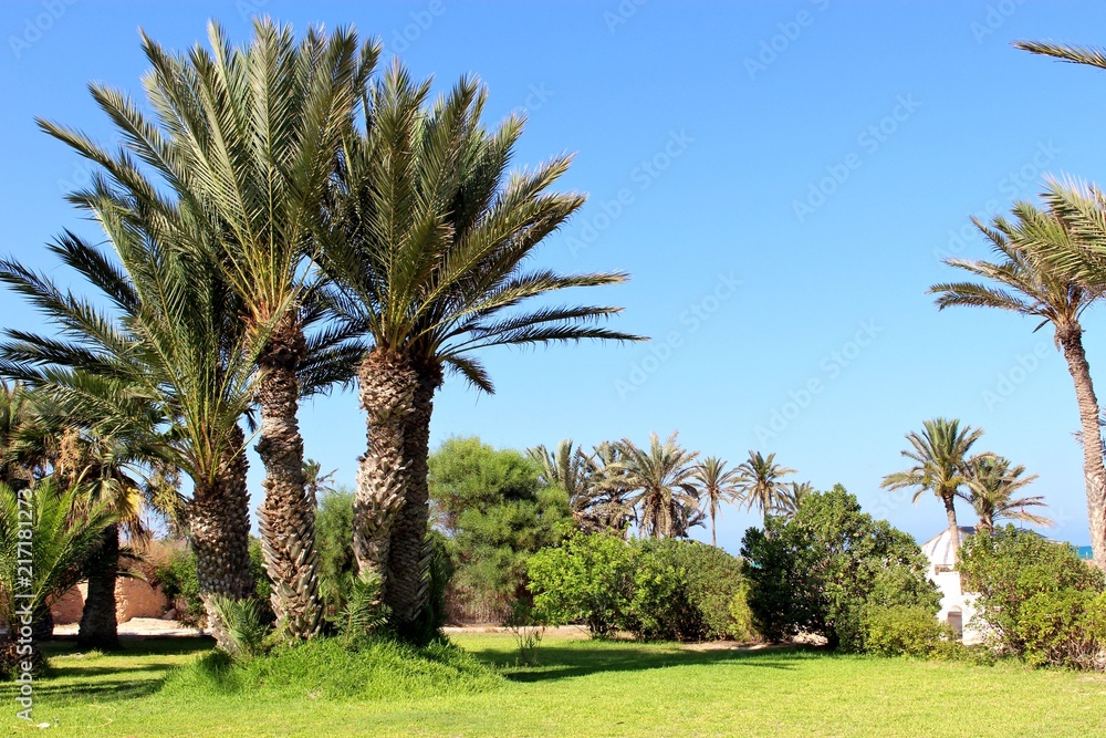 paradisische oase mit palmen und grünem gras