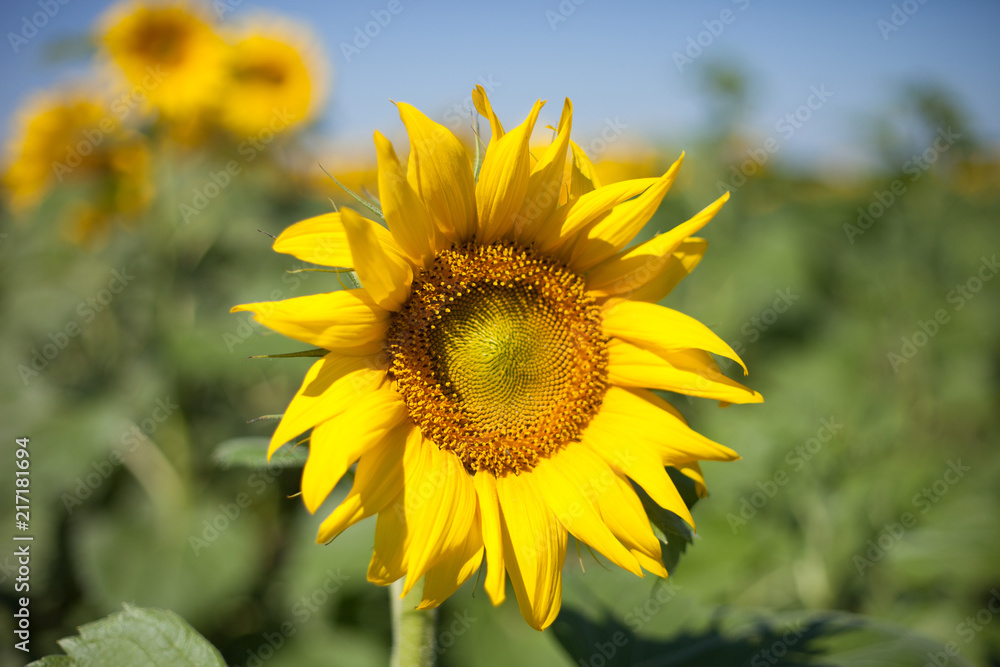 Sunflower field.