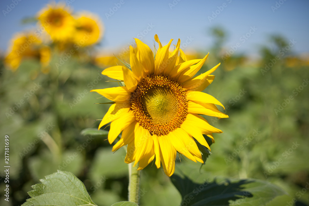 Sunflower field.