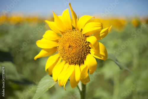 Sunflower field.