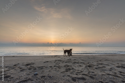 Dog have happy on beach of southern Thailand.