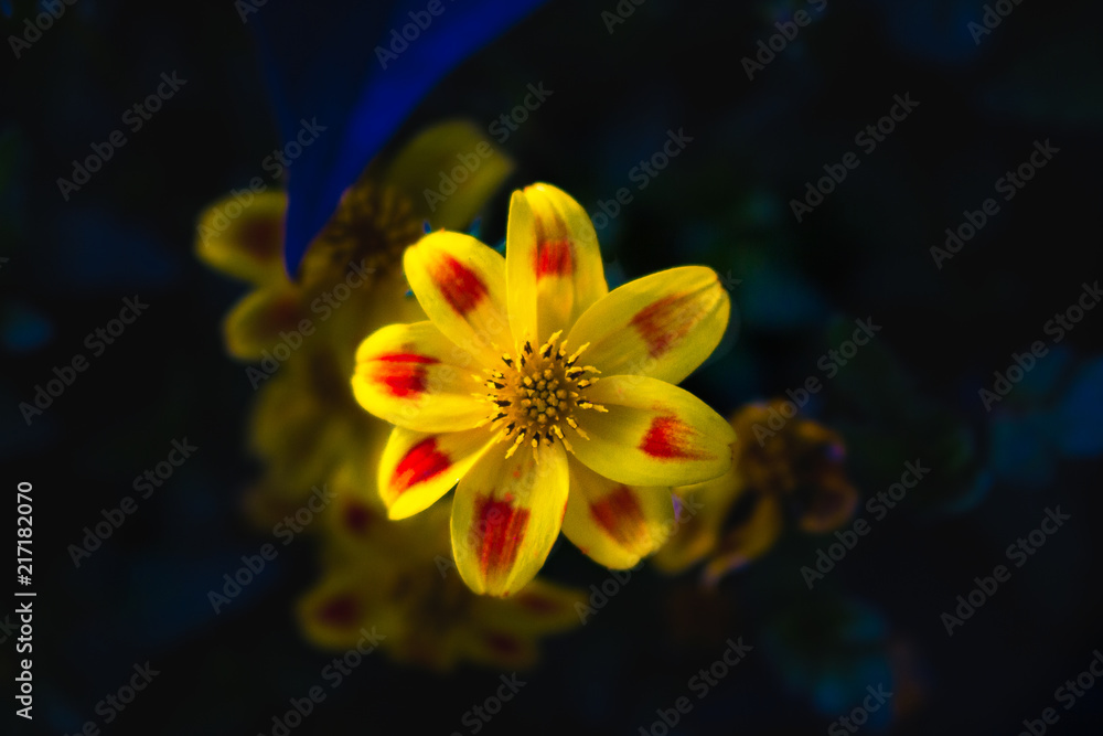 Fototapeta premium Macro photo of Colorful Flower