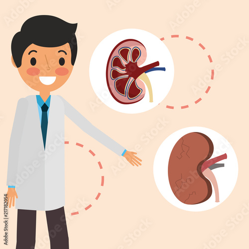 doctor professional kidney organs part