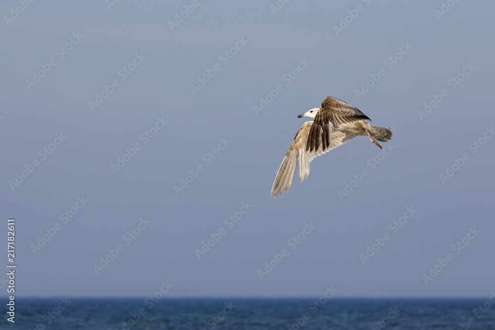 Naklejka premium One seagull in flight above the sea waters