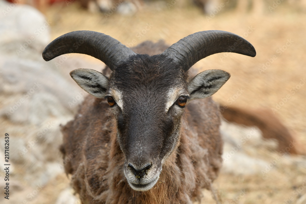 Farm animal portrait goat
