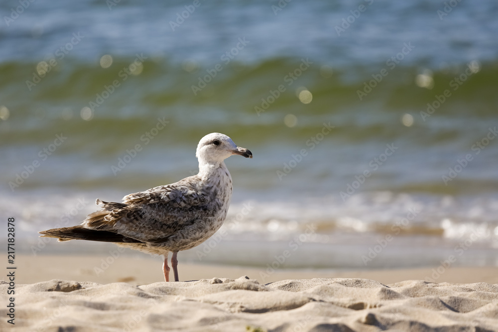 Sea shore and there is lonely gull Sea shore and there is lonely gull