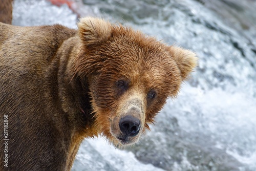 Young Brown Bear at Brooks Falls in Katmai National Park and Preserve.