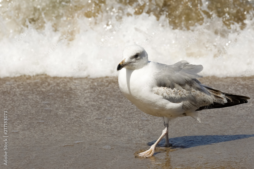 Fototapeta premium The lonely seagull on the beach