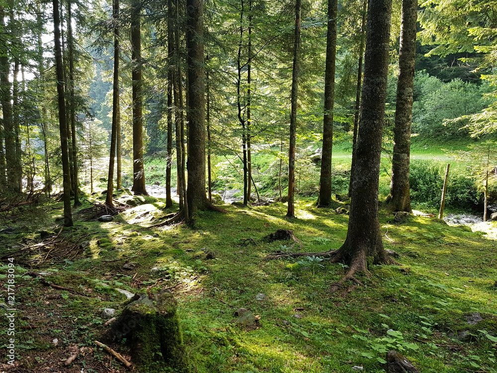 Obraz premium All'interno di un fitto bosco di larici, abeti e pini, la luce crea giochi di ombre verticali sul terreno