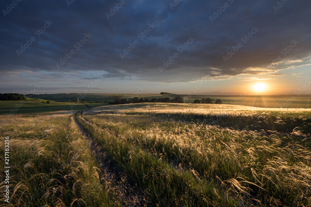 Landscape with feather grass