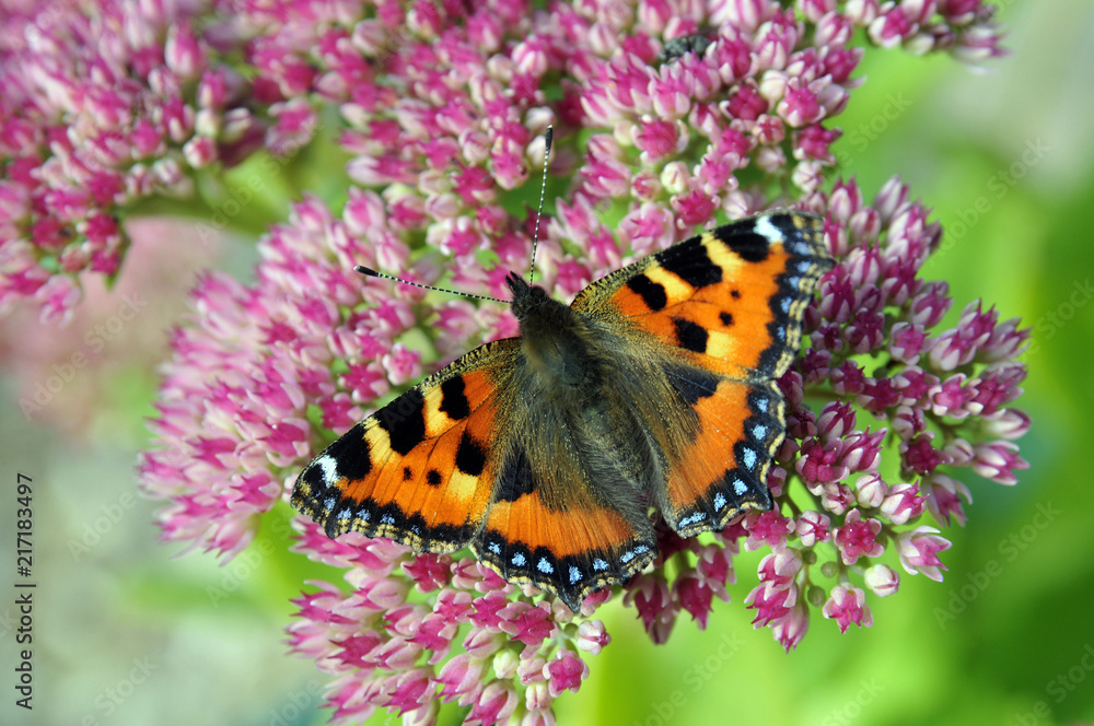 Tortoiseshell Butterfly Tortoiseshell Butterfly