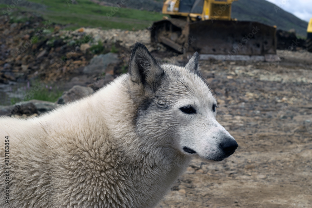 portrait of a white fluffy wolflike dog on a blurred industrial background portrait of a white fluffy wolflike dog on a blurred industrial background