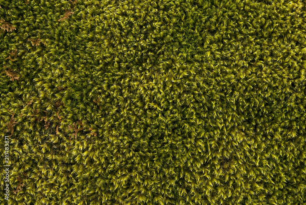 background, texture - natural moss, top view background, texture - natural moss, top view