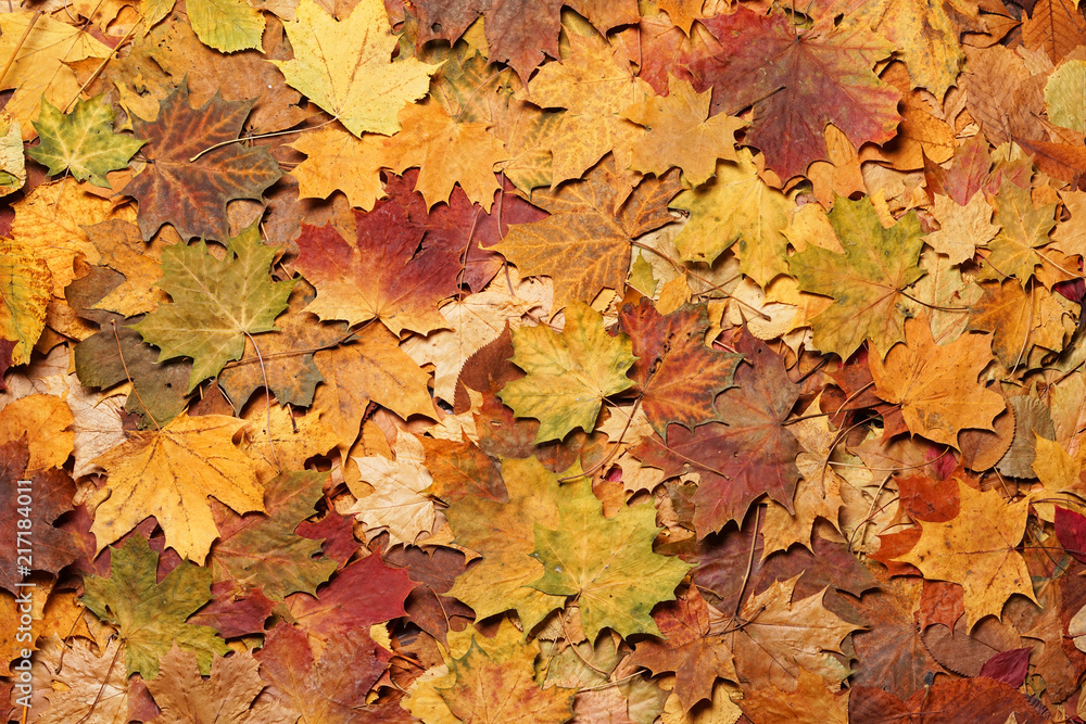 Autumn leaves in forest. Seasonal background.