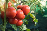 Ripe red tomato in sunny day