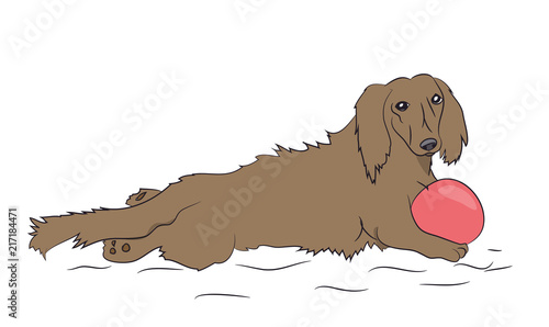 dog lies, dachshund brown, vector