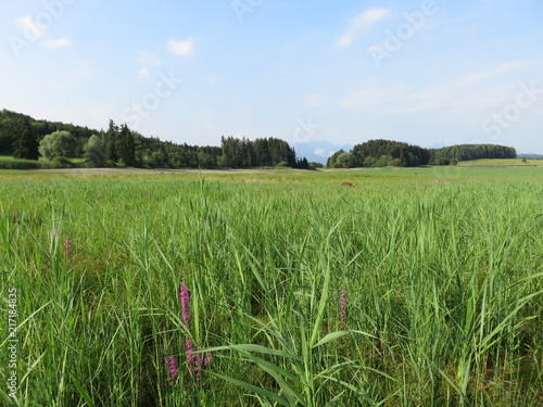 Illasbergsee (Ausläufer Forggensee/abgelassen) als Blumen und Wiesen Meer photo