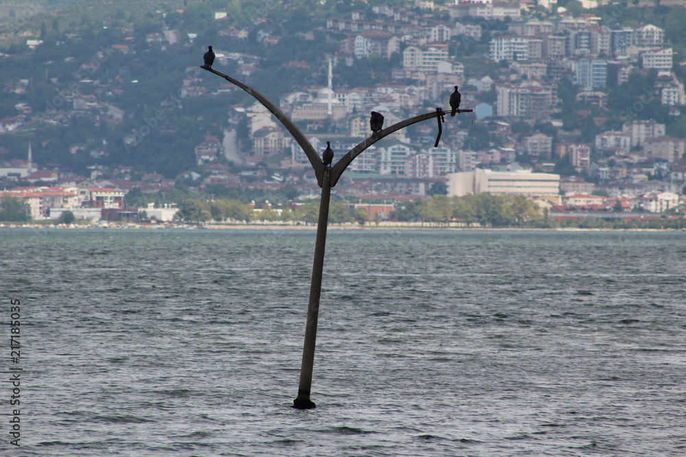 The street lamp sinking into the sea. After the earthquake of Golcuk (August 17, 1999) street lamp sinking into Izmit Gulf.
The street lamp sinking into the sea. After the earthquake of Golcuk (August 17, 1999) street lamp sinking into Izmit Gulf.