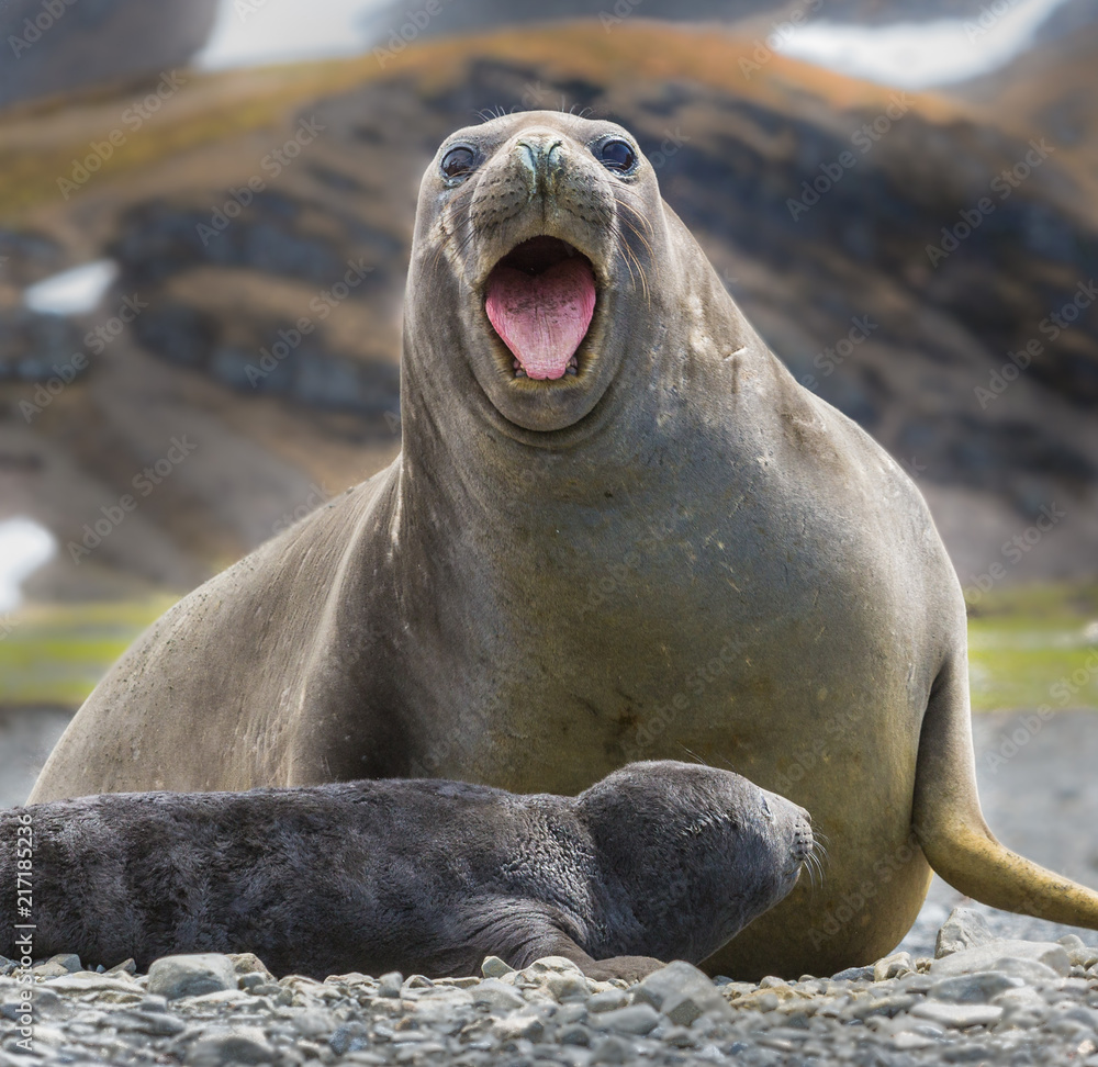 Fototapeta premium Female elephant seal with newborn screaming.CR2