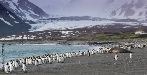King penguins walking away from katabatic winds on St Andrews bay, South Georgia.CR2