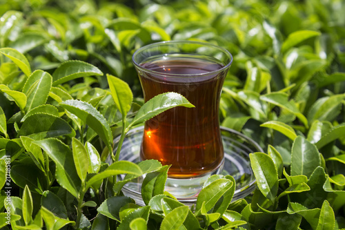 fresh tea sprouts and tea field in Rize from Turkey.A glass of tea on the green background for concept.