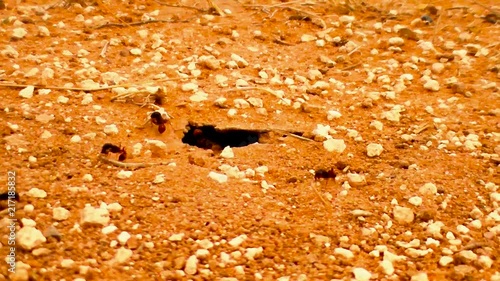 Desert Ants photo