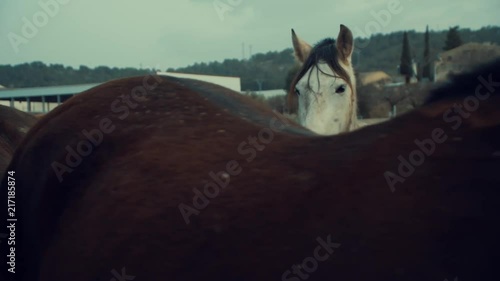 Spanish horses in paddock. photo