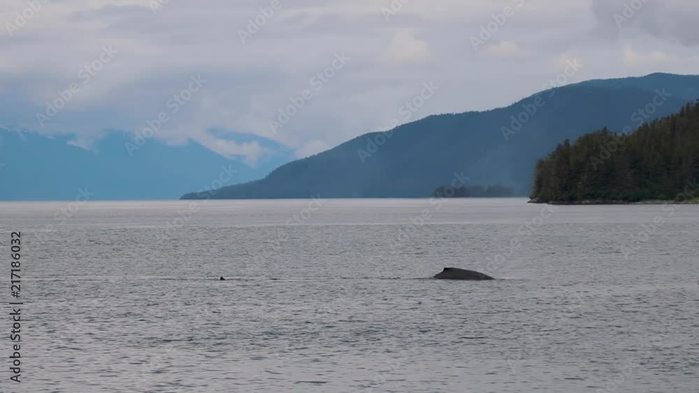 A humpback whale surfaces and blows before diving back into the icy waters of Endicott Arm an Alaskan fjord. A humpback whale surfaces and blows before diving back into the icy waters of Endicott Arm an Alaskan fjord.