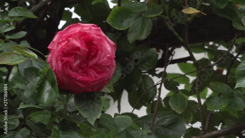 Slow Motion Rose Flower