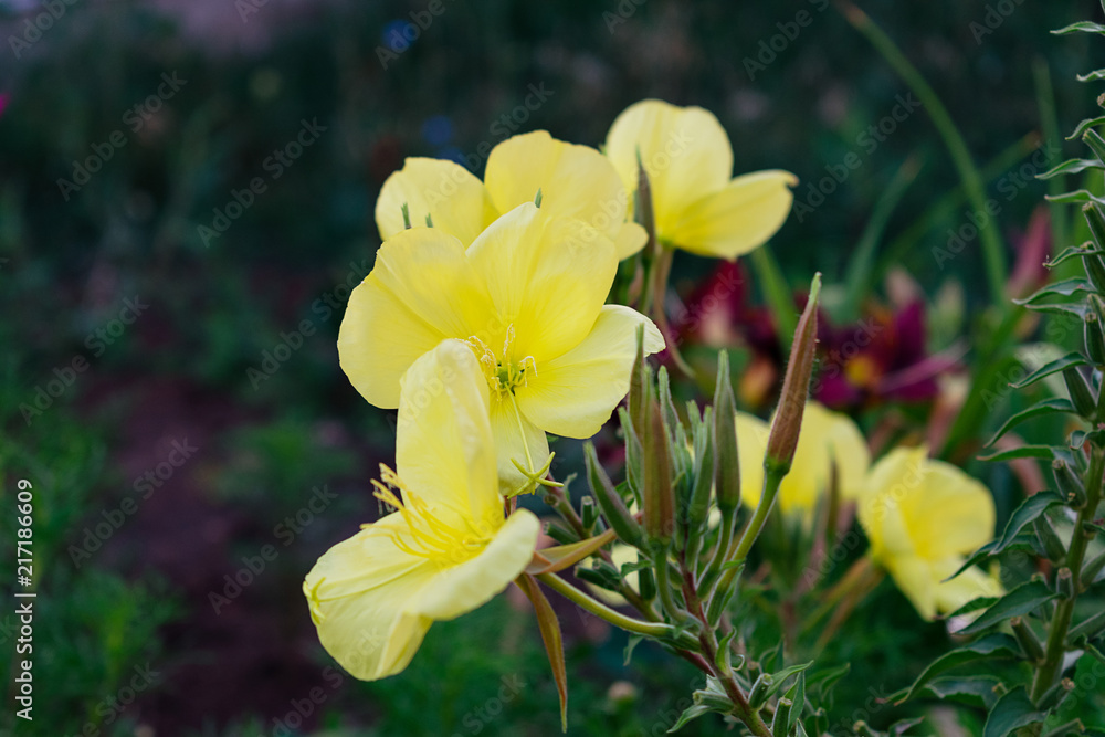 Fototapeta premium light yellow flower, day in the garden