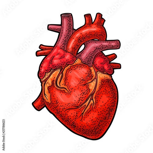 Human anatomy heart. Vector black vintage engraving illustration