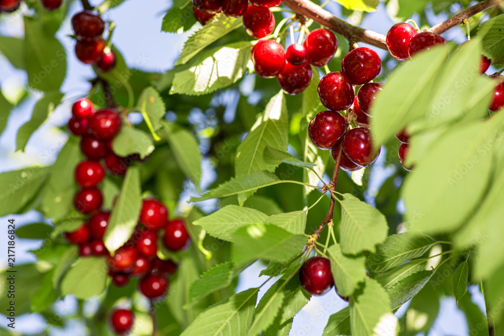 cherry growing on a branch against a blue sky background cherry growing on a branch against a blue sky background